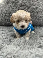 Girl 2, a female Shihpoo for sale in Durham, NC – 10 of 10
