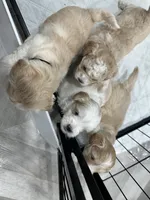 Girl 2, a female Shihpoo for sale in Durham, NC – 5 of 10