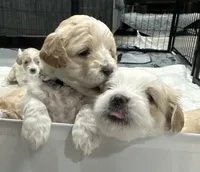 Boy 1 , a male Shihpoo for sale in Durham, NC – 3 of 7