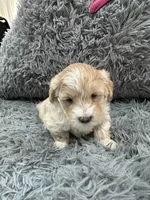 Boy 2, a male Shihpoo for sale in Durham, NC – 8 of 9