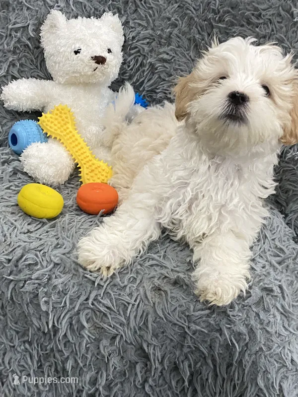 Boy 1  – Shihpoo puppy for sale in Durham, NC