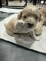 Boy 2, a male Shihpoo for sale in Durham, NC – 4 of 9