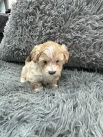 Boy 2, a male Shihpoo for sale in Durham, NC – 9 of 9
