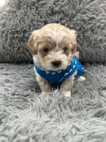 Girl 2, a female Shihpoo for sale in Durham, NC – 8 of 10