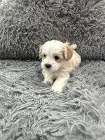 Boy 1 , a male Shihpoo for sale in Durham, NC – 6 of 7