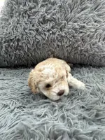 Girl 1, a female Shihpoo for sale in Durham, NC – 7 of 10