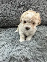 Girl 1, a female Shihpoo for sale in Durham, NC – 4 of 10