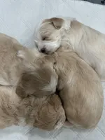Girl 1, a female Shihpoo for sale in Durham, NC – 5 of 10