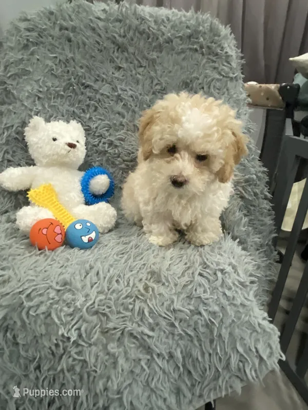 Girl 1 – Shihpoo puppy for sale in Durham, NC