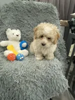 Girl 1, a female Shihpoo for sale in Durham, NC – 1 of 10