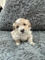 Boy 2, a male Shihpoo for sale in Durham, NC – 7 of 9