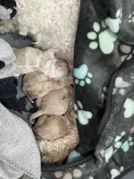 Girl 1, a female Shihpoo for sale in Durham, NC – 10 of 10