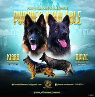 Artemis, a female German Shepherd Dog for sale in Wasco, CA – Photo 1 of 4