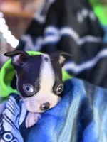 Kace , a male Boston Terrier for sale in Newport, TN – 2 of 8