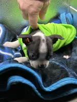 Kace , a male Boston Terrier for sale in Newport, TN – 5 of 8