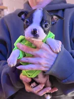 Kace , a male Boston Terrier for sale in Newport, TN – 1 of 8