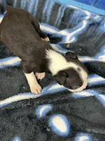 Kace , a male Boston Terrier for sale in Newport, TN – 8 of 8