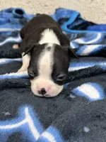 Kace , a male Boston Terrier for sale in Newport, TN – 6 of 8