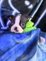 Kace , a male Boston Terrier for sale in Newport, TN – 4 of 8
