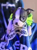 Kace , a male Boston Terrier for sale in Newport, TN – 3 of 8