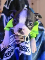 Kace , a male Boston Terrier for sale in Newport, TN – 7 of 8