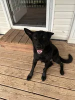 Nova, a female German Shepherd Dog for sale in Newport, TN – 4 of 8