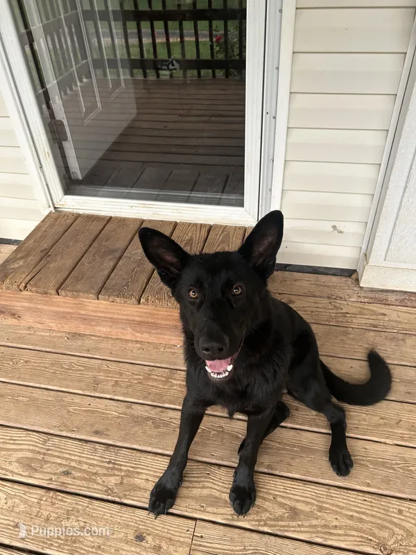 Nova – German Shepherd Dog puppy for sale in Newport, TN