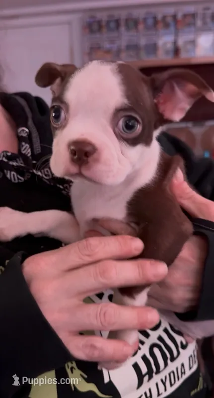 Liam – Boston Terrier puppy for sale in Newport, TN