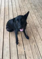 Nova, a female German Shepherd Dog for sale in Newport, TN – 2 of 8
