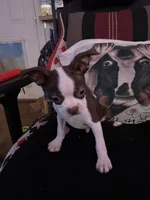 Cyrus, a male Boston Terrier for sale in Newport, TN – 9 of 9