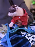 Liam, a male Boston Terrier for sale in Newport, TN – 3 of 9