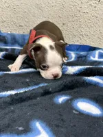 Liam, a male Boston Terrier for sale in Newport, TN – 7 of 9