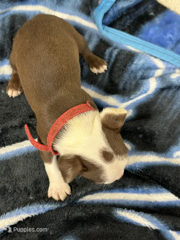 Liam – Boston Terrier puppy for sale in Newport, TN