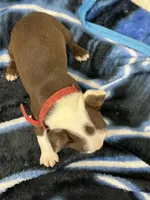 Liam, a male Boston Terrier for sale in Newport, TN – 9 of 9