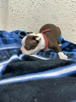 Liam, a male Boston Terrier for sale in Newport, TN – 5 of 9
