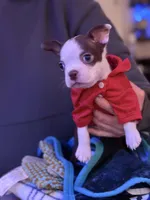 Liam, a male Boston Terrier for sale in Newport, TN – 1 of 9