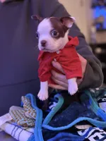 Liam, a male Boston Terrier for sale in Newport, TN – 2 of 9