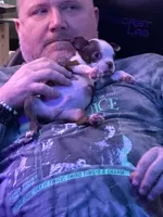 Liam, a male Boston Terrier for sale in Newport, TN – 4 of 9