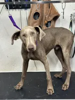 Mike (Reduced), a male Doberman Pinscher for sale in Newport, TN – 8 of 9