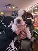Cyrus, a male Boston Terrier for sale in Newport, TN – 6 of 9