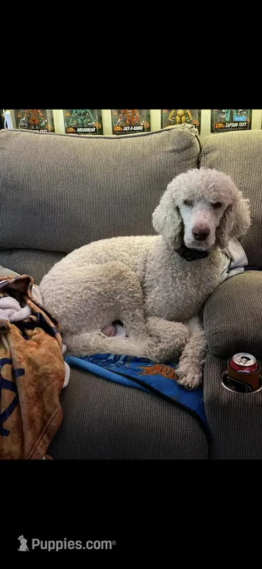 Cash – Poodle - Standard  puppy for sale in Newport, TN