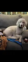 Cash, a male Poodle - Standard  for sale in Newport, TN – 1 of 10