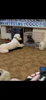 Cash, a male Poodle - Standard  for sale in Newport, TN – 10 of 10