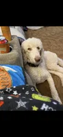 Cash, a male Poodle - Standard  for sale in Newport, TN – 6 of 10
