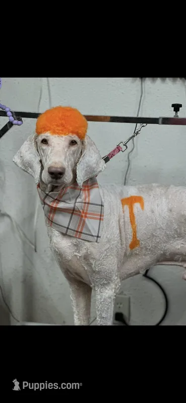 Cash  – Poodle - Standard  puppy for sale in Newport, TN