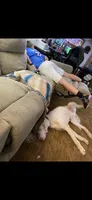 Cash, a male Poodle - Standard  for sale in Newport, TN – 8 of 10