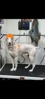 Cash, a male Poodle - Standard  for sale in Newport, TN – 3 of 10