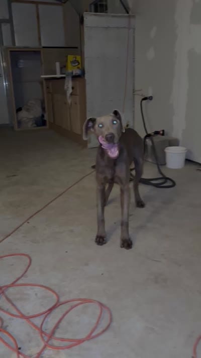Mike (Reduced), a male Doberman Pinscher for sale in Newport, TN – 9 of 9