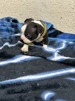 Otto, a male Boston Terrier for sale in Newport, TN – 9 of 9