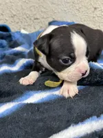 Otto, a male Boston Terrier for sale in Newport, TN – 7 of 9